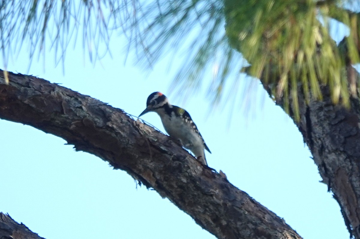 Hairy Woodpecker - ML490619851