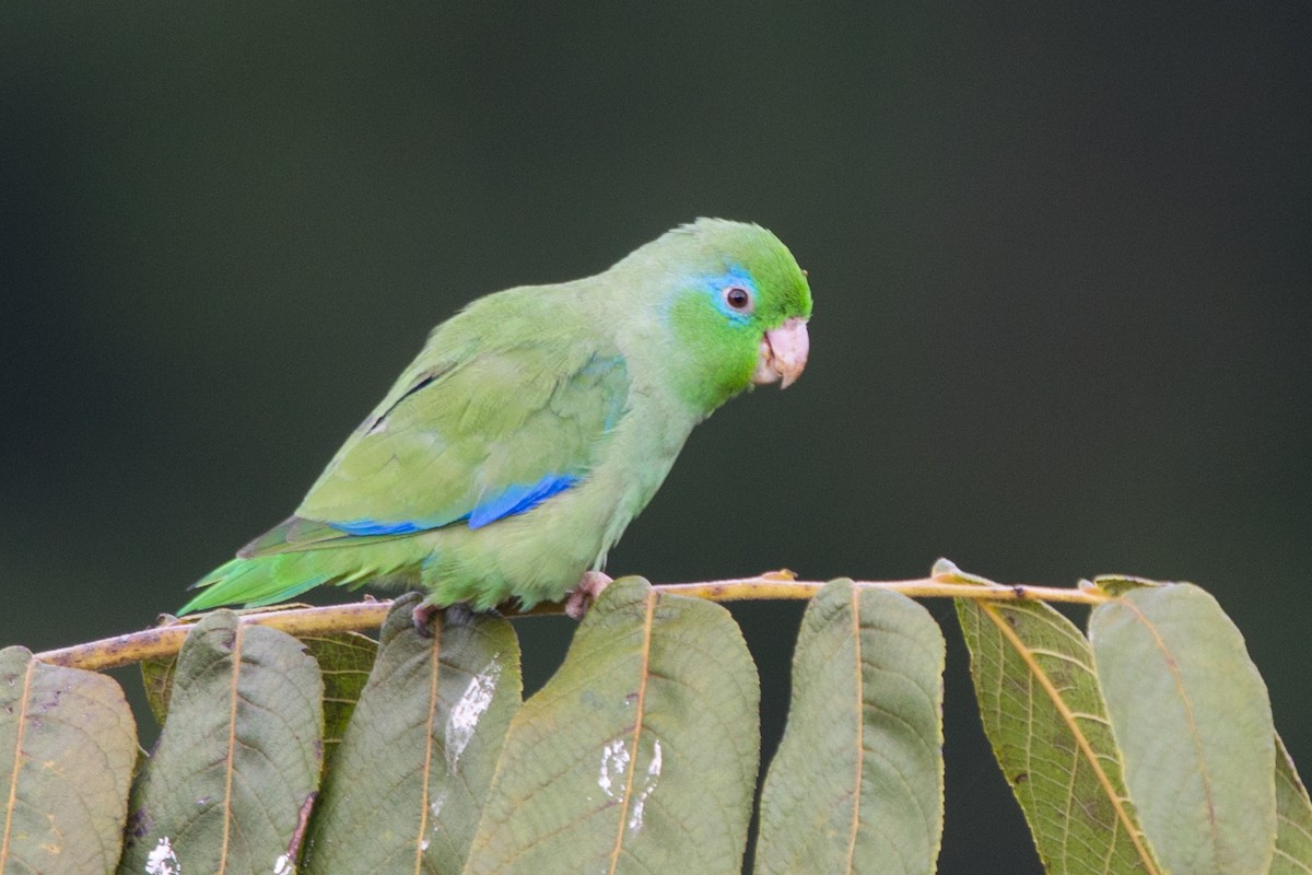 Spectacled Parrotlet - ML490624131