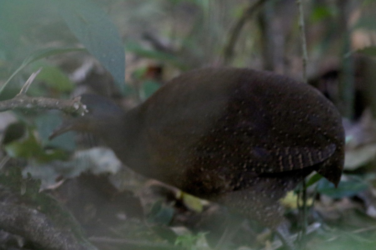 Highland Tinamou (Costa Rican) - ML49062891