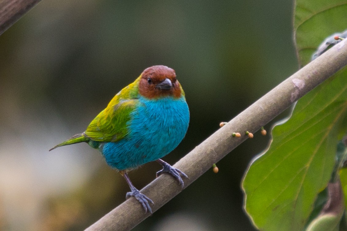 Bay-headed Tanager - ML490631021