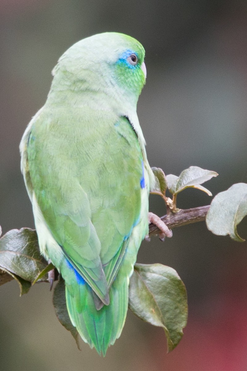 Spectacled Parrotlet - ML490631481