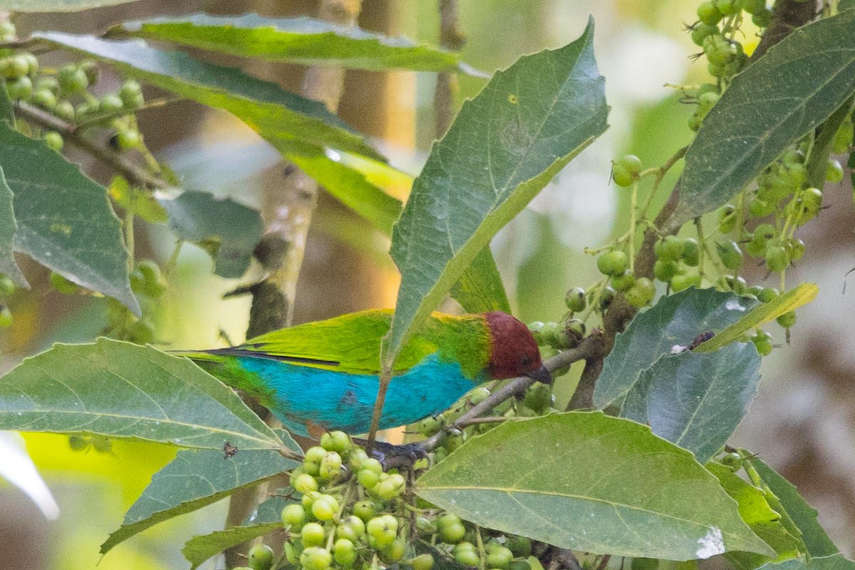 Bay-headed Tanager - ML490632461