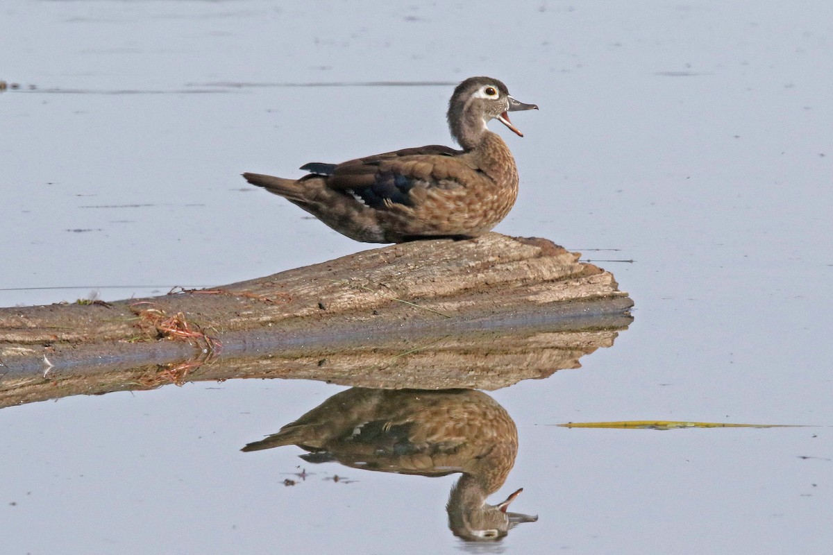 eBird Checklist 5 Oct 2022 Celery Bog Nature Area 59 species