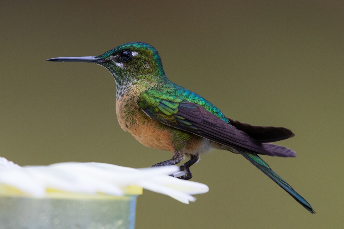 kolibřík hnědobřichý - ML490643141