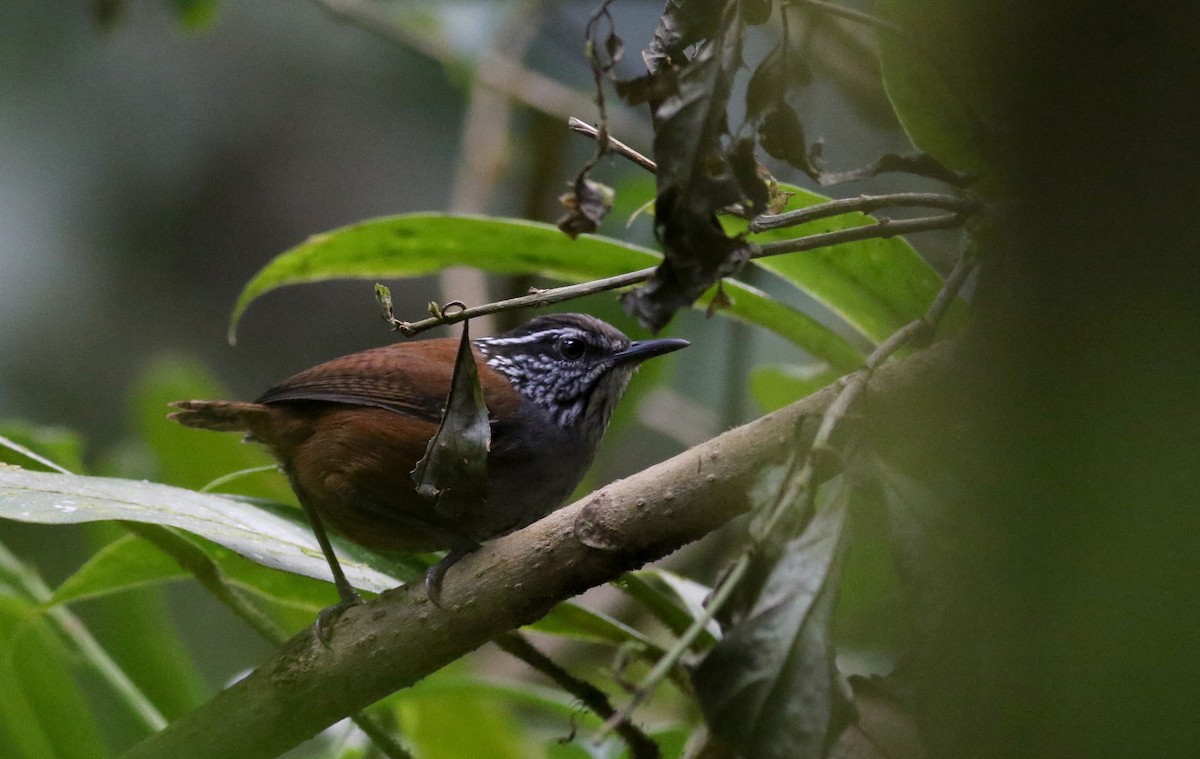 Gray-breasted Wood-Wren (Central American) - ML49064471