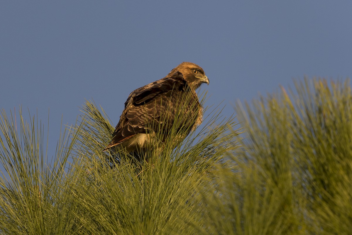 Red-tailed Hawk (calurus/alascensis) - ML490648401