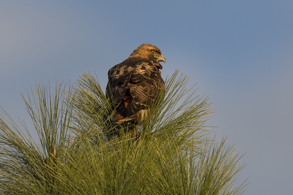 Red-tailed Hawk (calurus/alascensis) - ML490648431