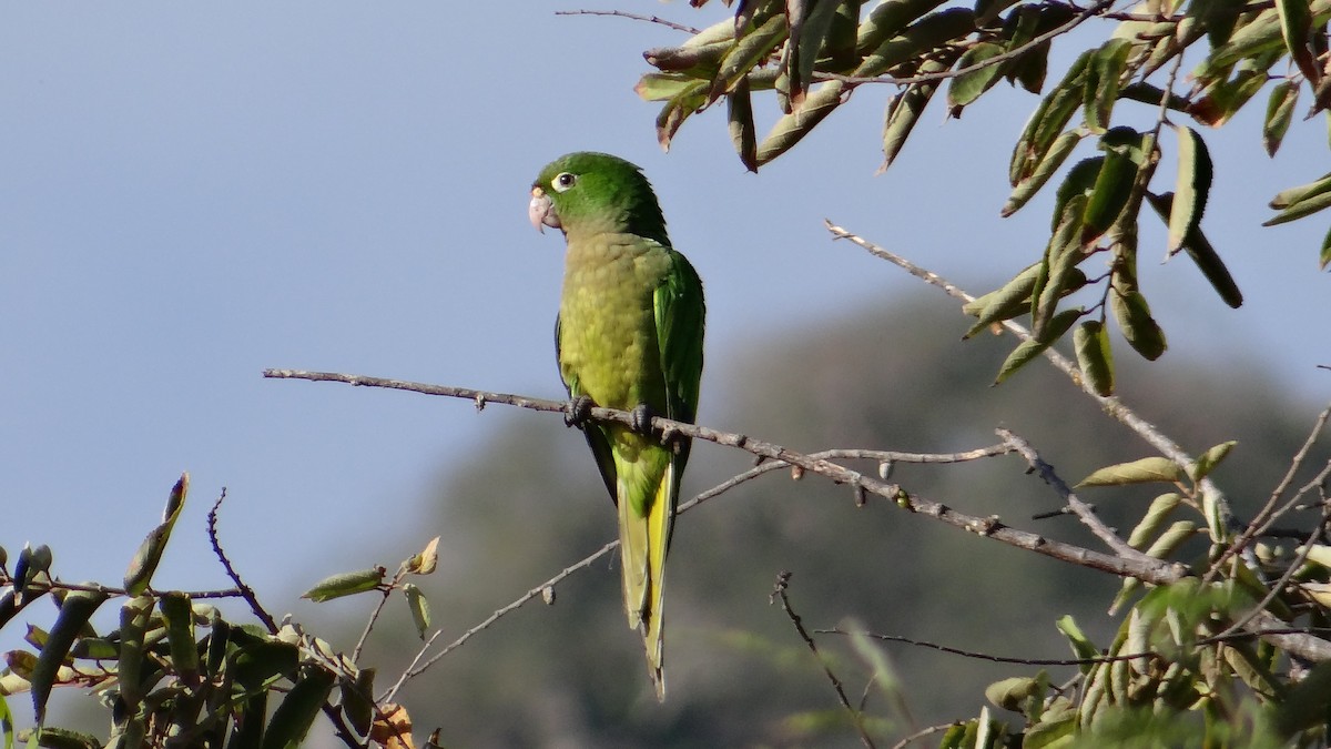 Olive-throated Parakeet - Aurelio Molina Hernández