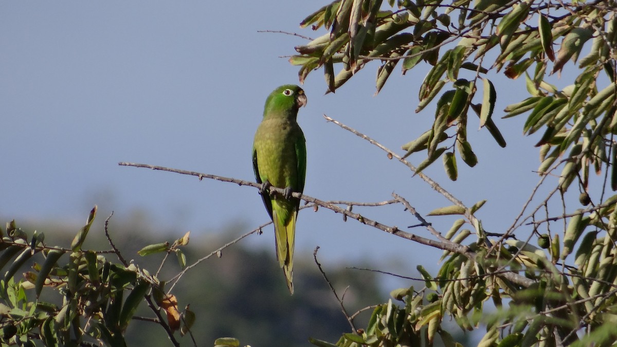 Olive-throated Parakeet - Aurelio Molina Hernández