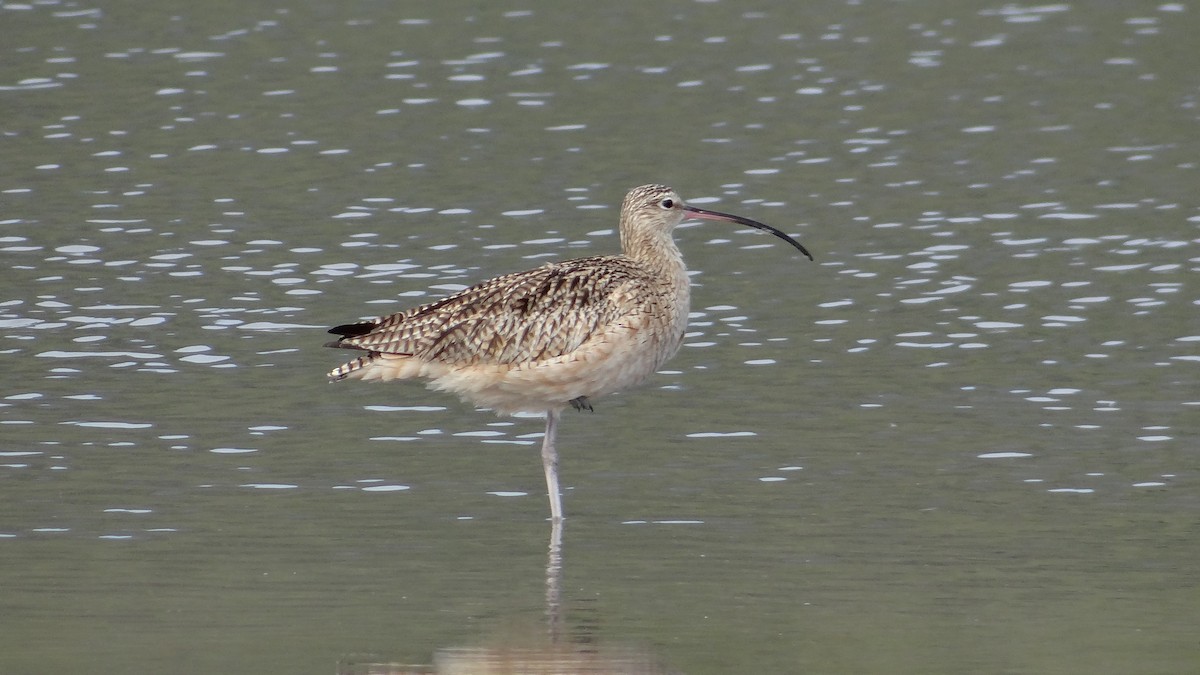 Long-billed Curlew - ML49065151