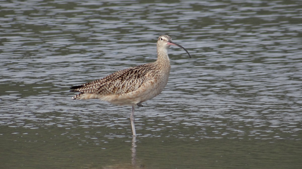 Long-billed Curlew - ML49065171