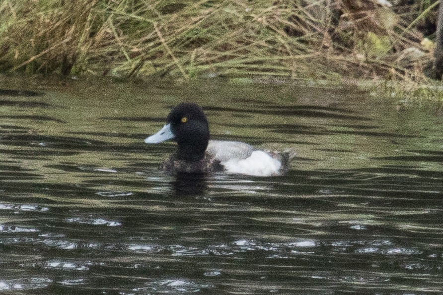 Greater Scaup - ML49065811