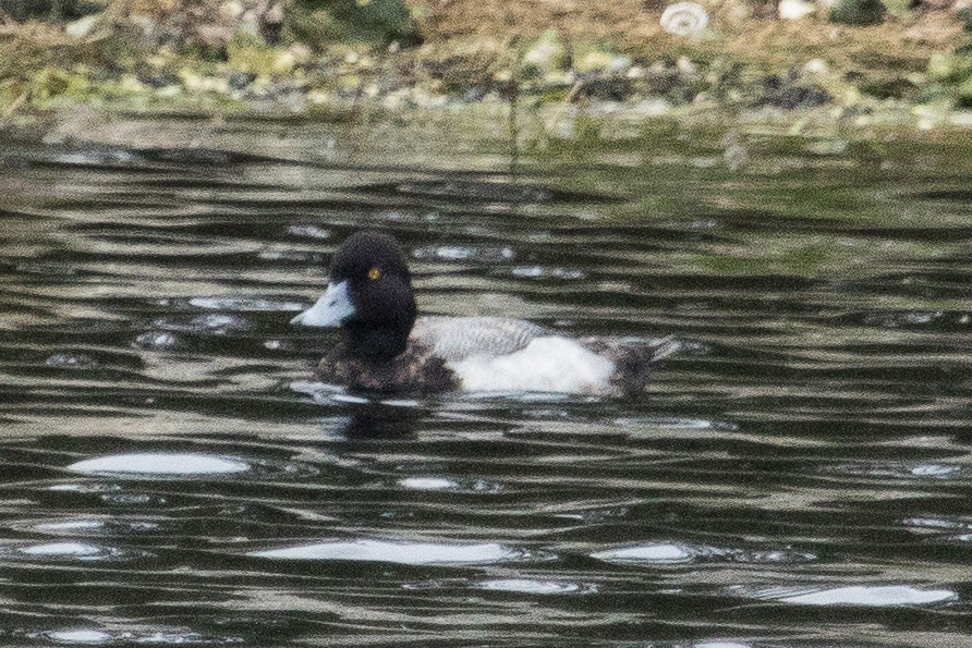 Greater Scaup - ML49065821