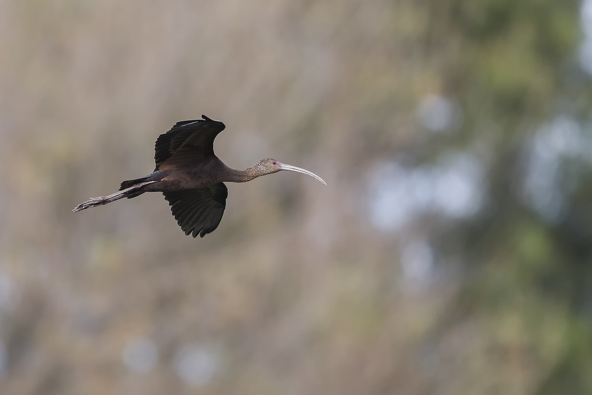 ibis americký - ML490661601