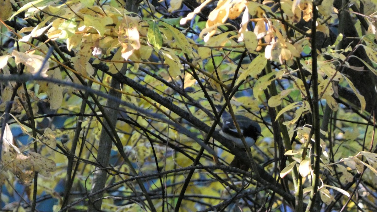 Black-throated Blue Warbler - ML490663331