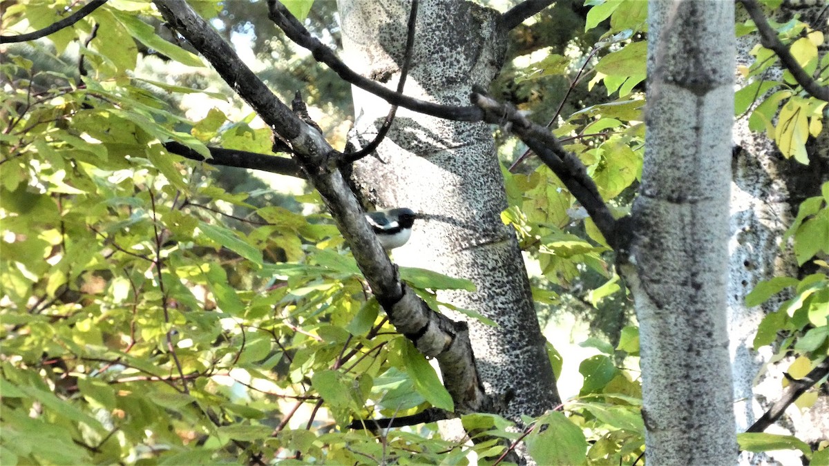 Black-throated Blue Warbler - ML490663381