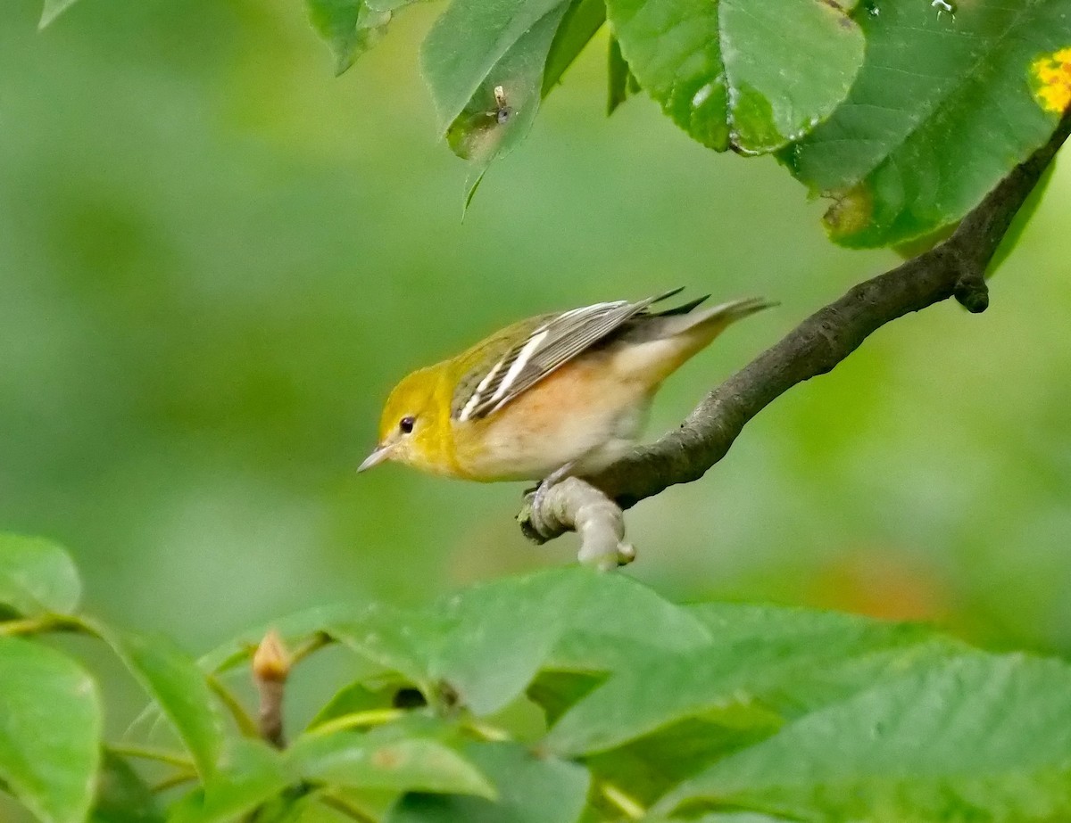Bay-breasted Warbler - ML490663981