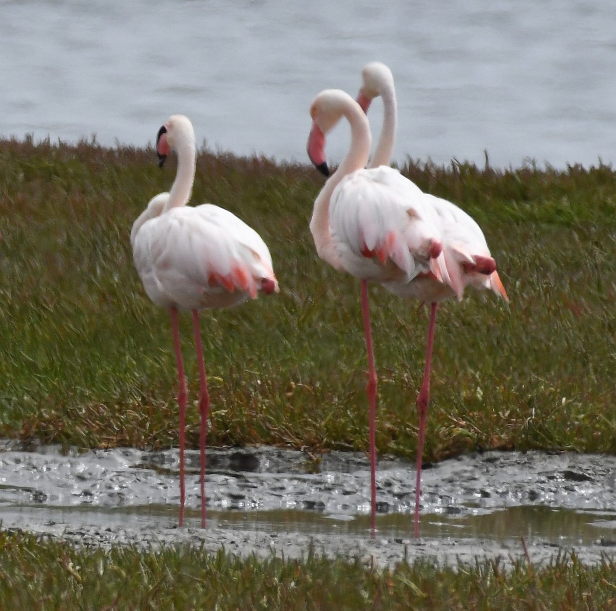 flamingo sp. - Liz Harper