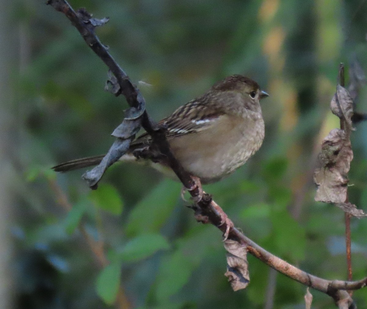 Golden-crowned Sparrow - ML490667301