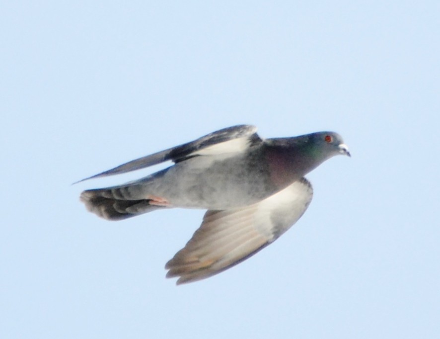 Rock Pigeon (Feral Pigeon) - alan murray
