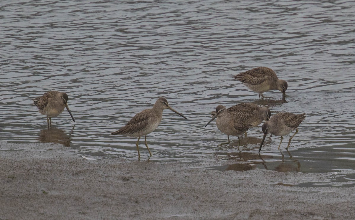 Long-billed Dowitcher - ML490671891