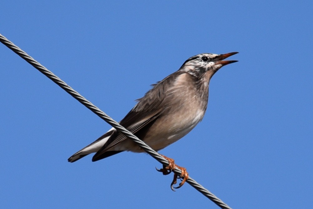 White-cheeked Starling - Anonymous