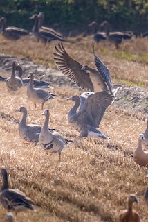 Greater White-fronted Goose, ML490681991