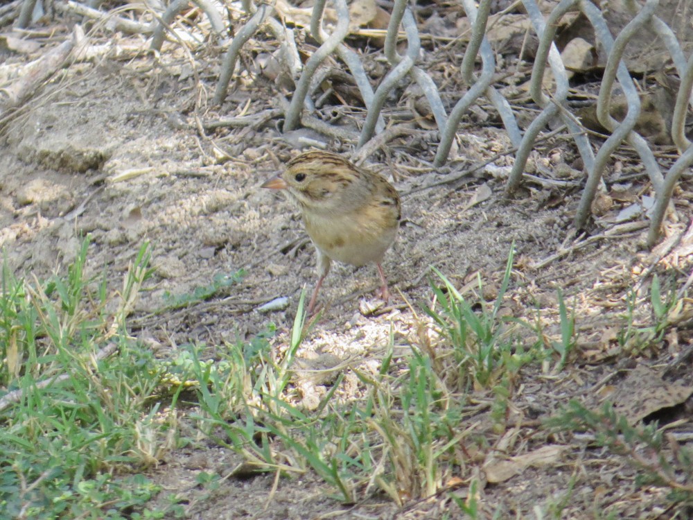 Clay-colored Sparrow - ML490684491