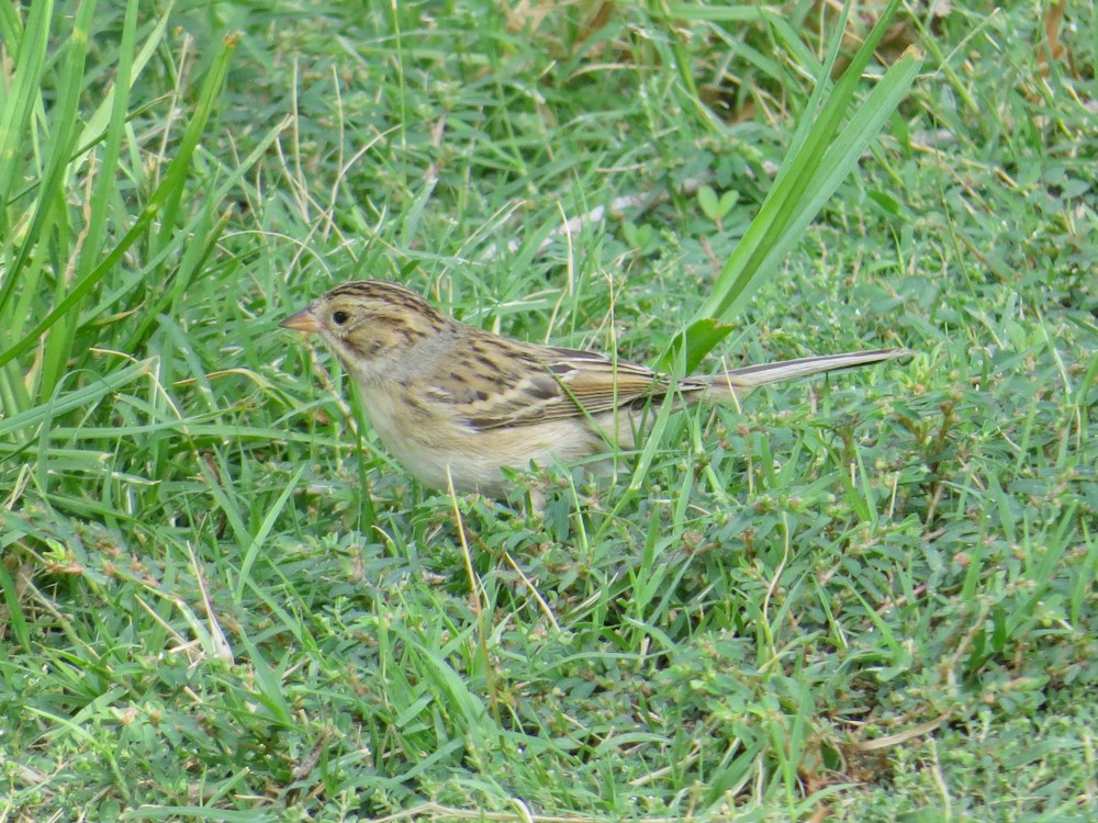 Clay-colored Sparrow - ML490684501