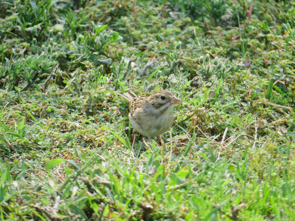 Clay-colored Sparrow - ML490684511