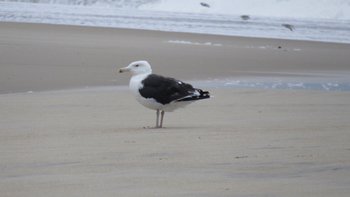 Great Black-backed Gull - pete wrublewski