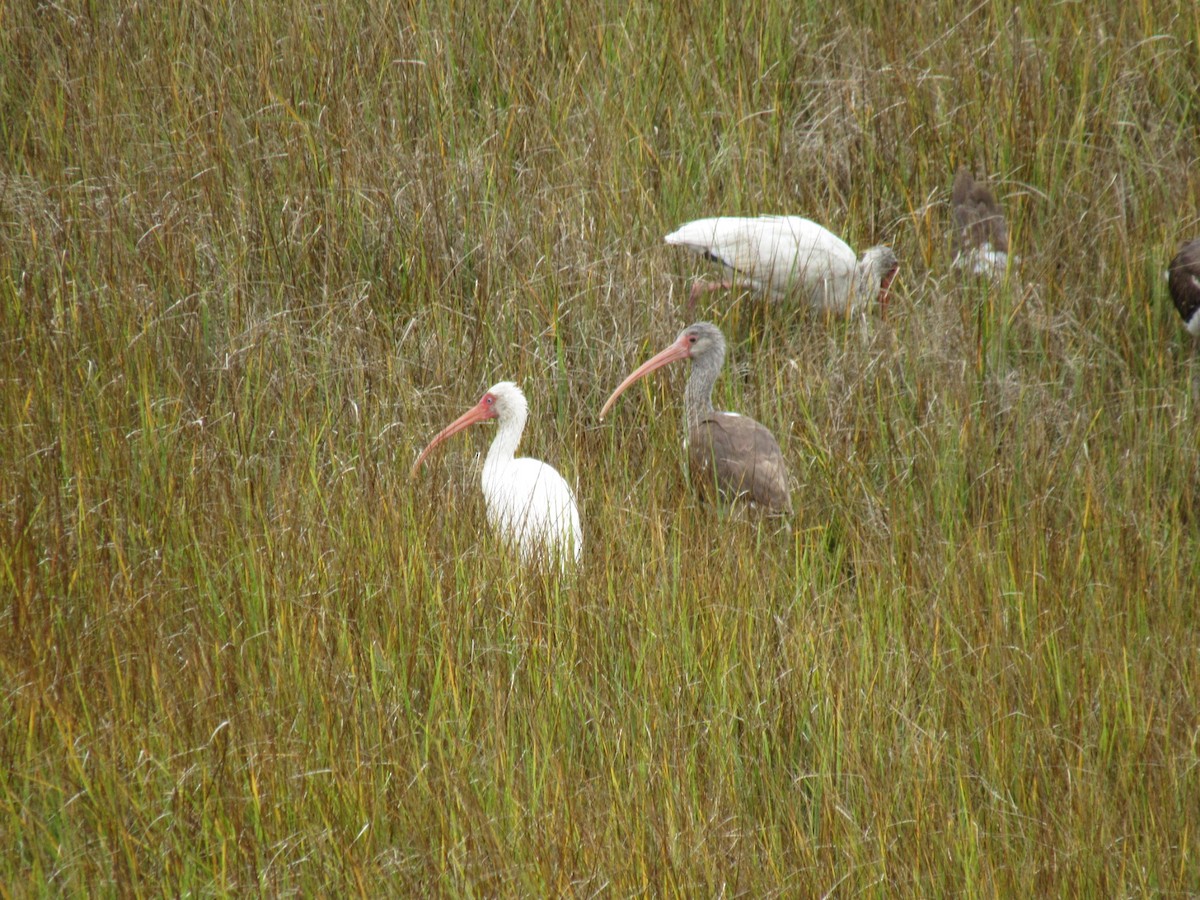 ibis bílý - ML490685381