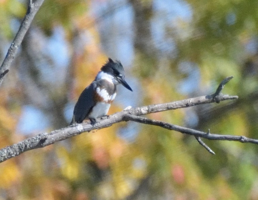Belted Kingfisher - ML490689601