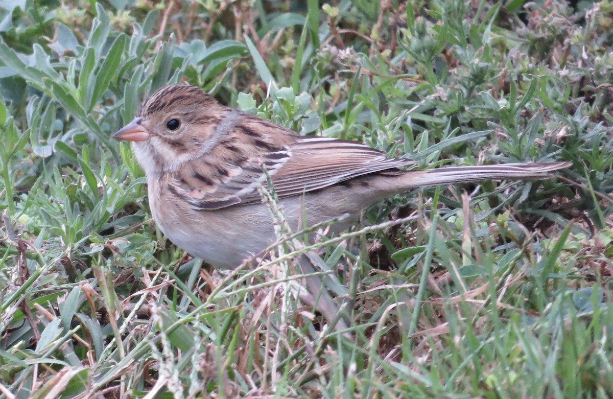 Clay-colored Sparrow - ML490689811