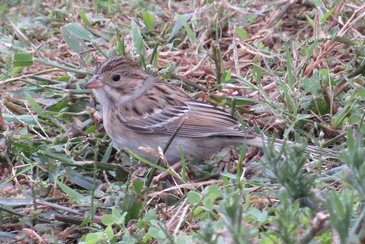 Clay-colored Sparrow - ML490689831