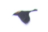 Red-winged Blackbird - ML49068991