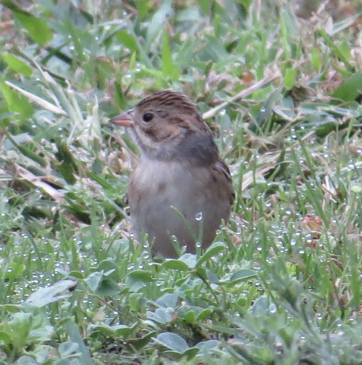 Clay-colored Sparrow - ML490689921