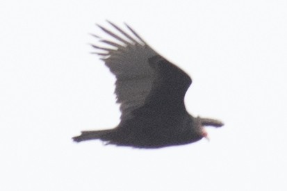 Turkey Vulture - ML49069081
