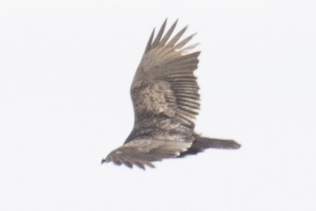 Turkey Vulture - ML49069091