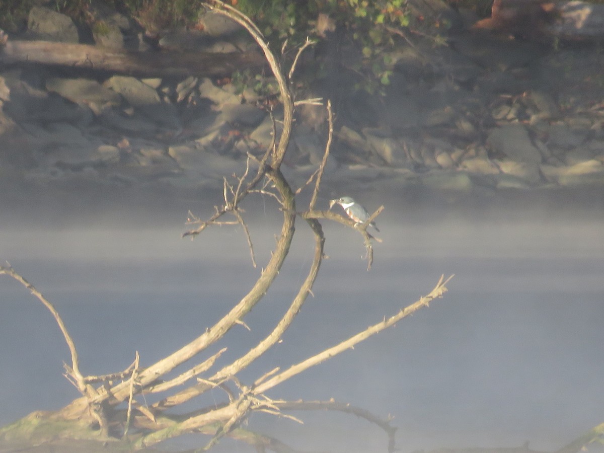 Belted Kingfisher - ML490691971
