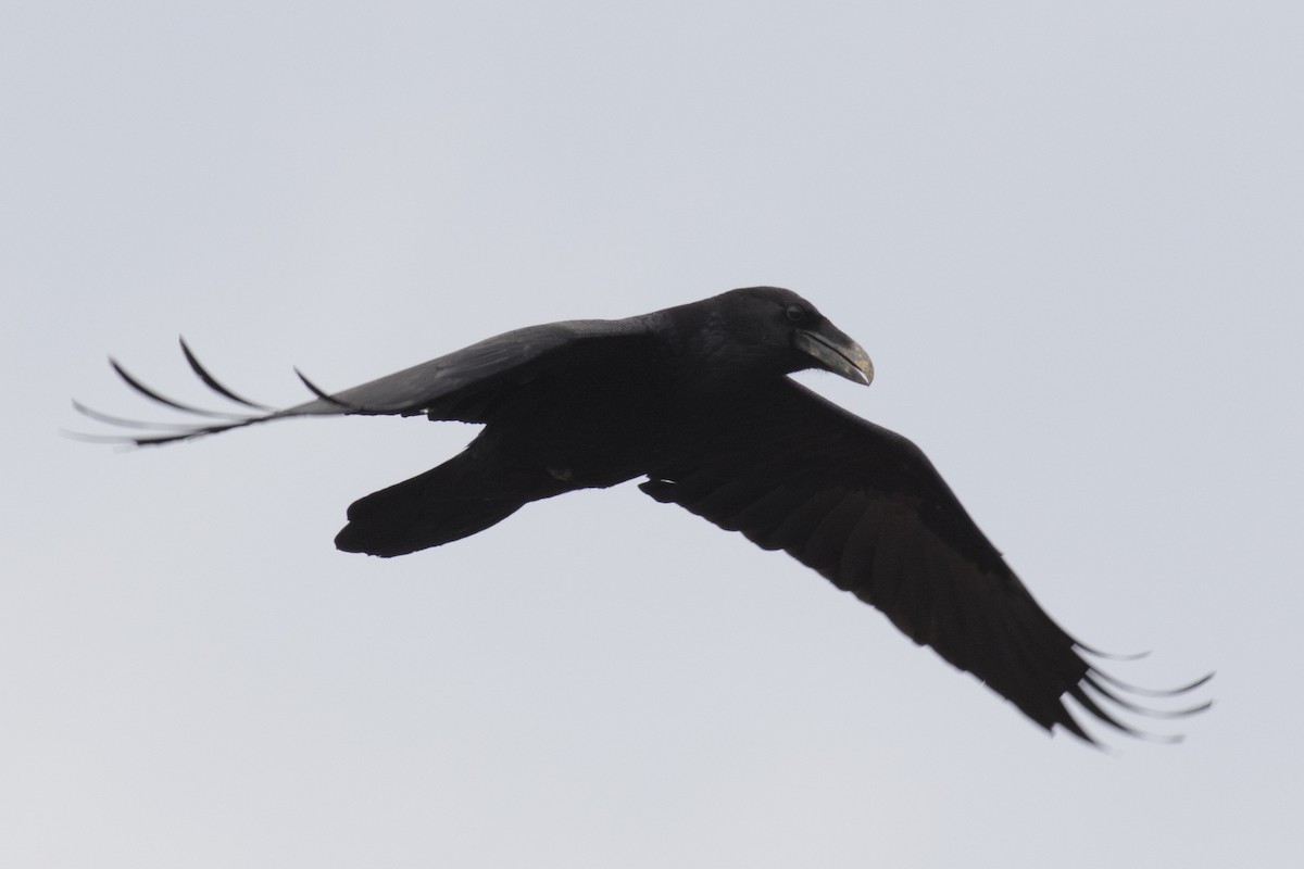 Common Raven - ML49069201