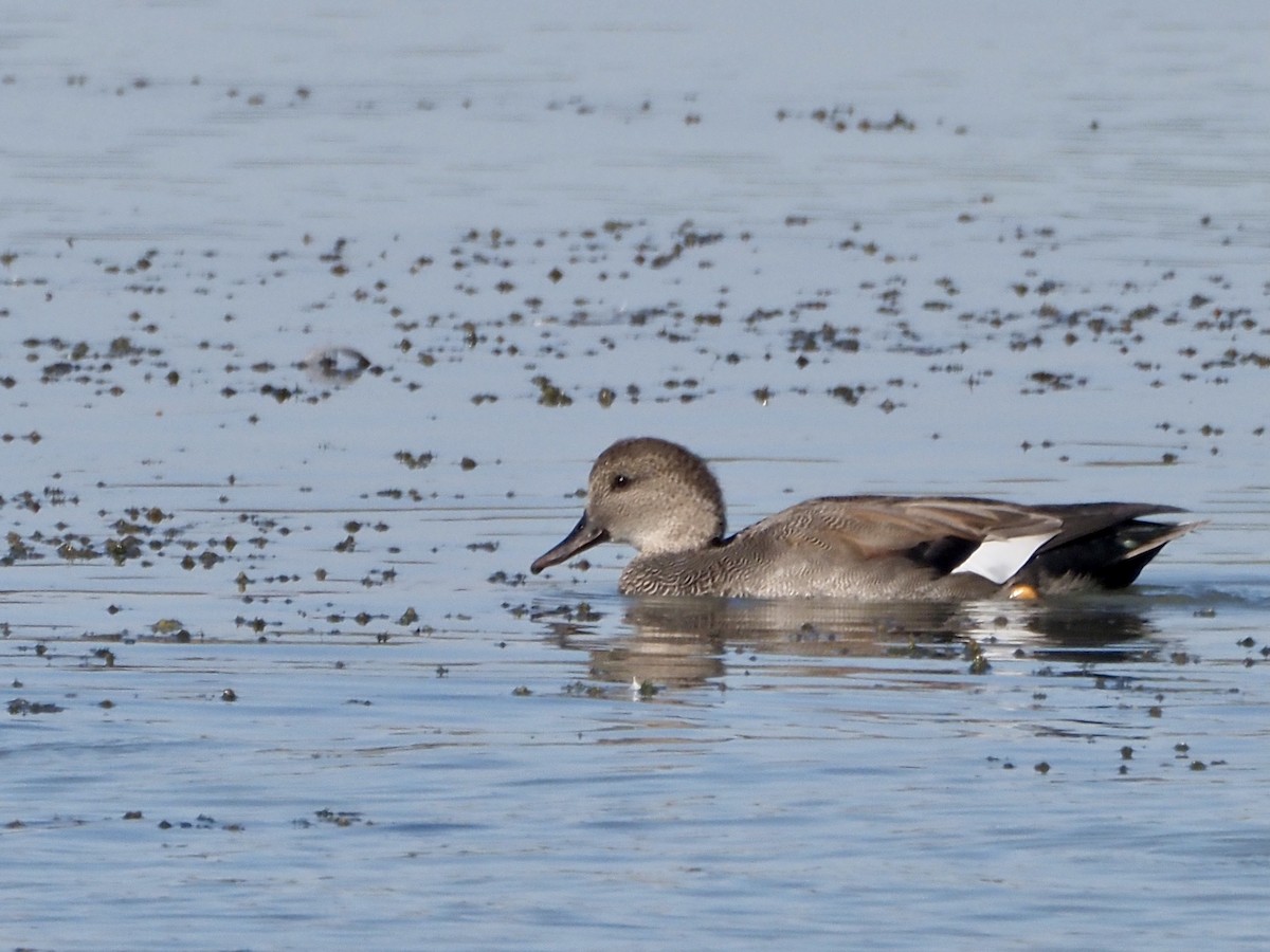 eBird Checklist 5 Oct 2022 BaieduFebvre (station d'épuration
