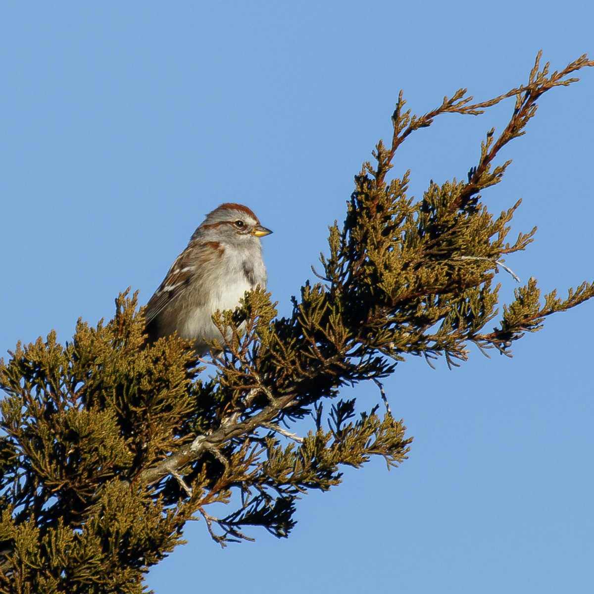 American Tree Sparrow - Alan Wells
