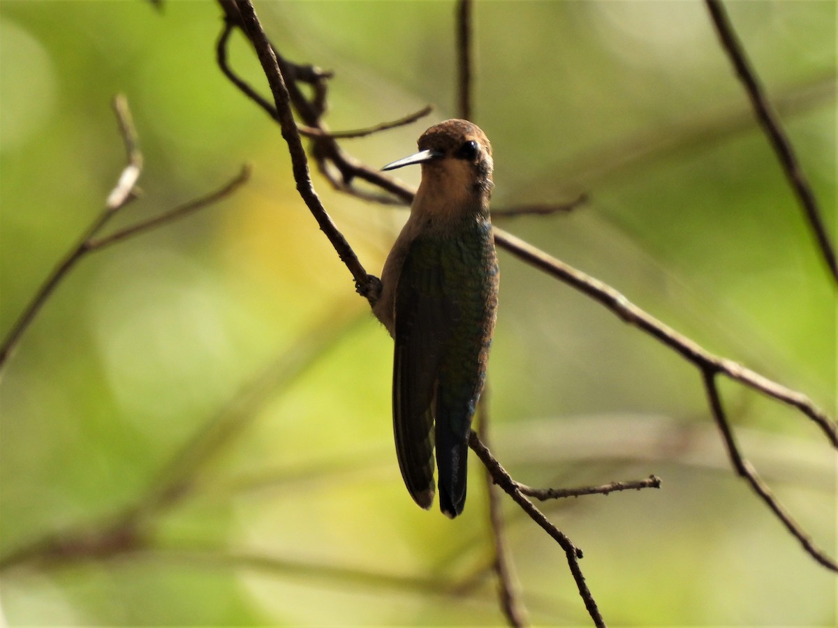 Speckled Hummingbird - ML490700741