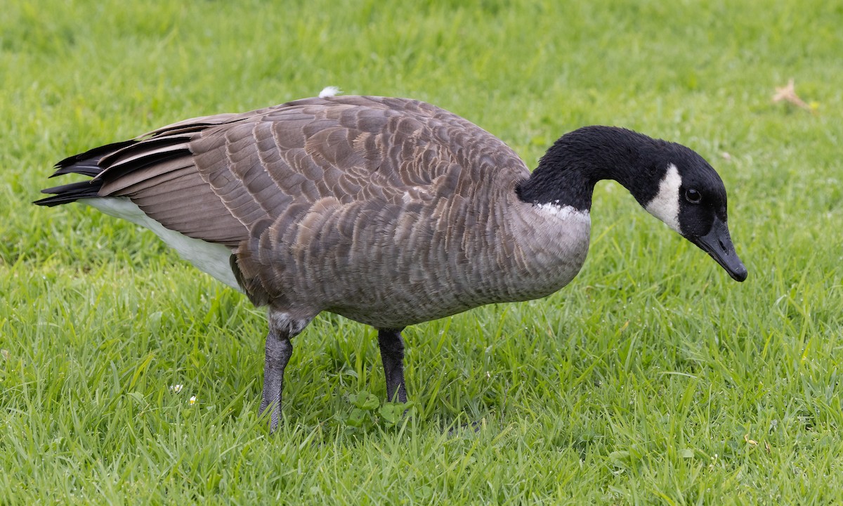 Cackling Goose (Aleutian) - ML490700921