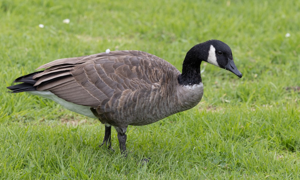 Cackling Goose (Aleutian) - ML490701071