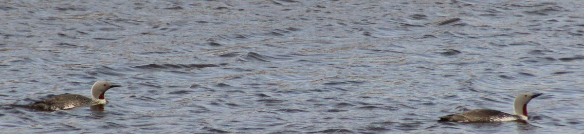 Red-throated Loon - ML490701441