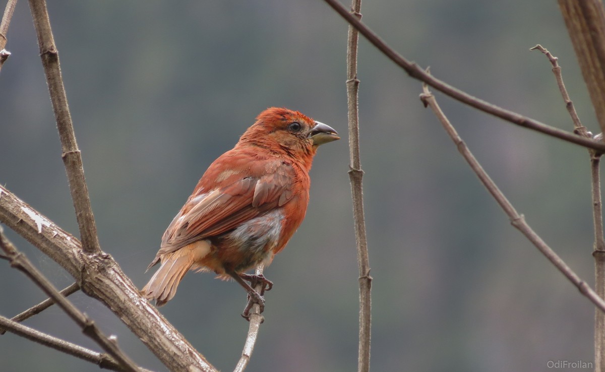 Hepatic Tanager - ML490706851
