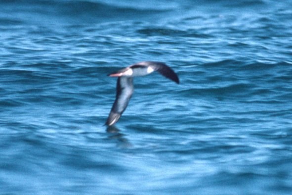 Pink-footed Shearwater - ML49071071