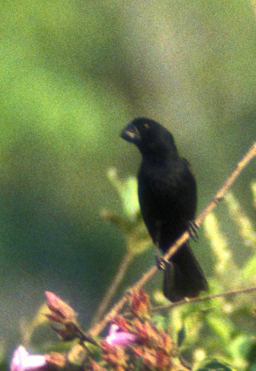 Black-billed Seed-Finch - ML490710871